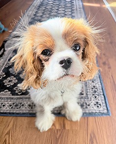 Carolina Retirement Planners_Headshot_Clementine (1)