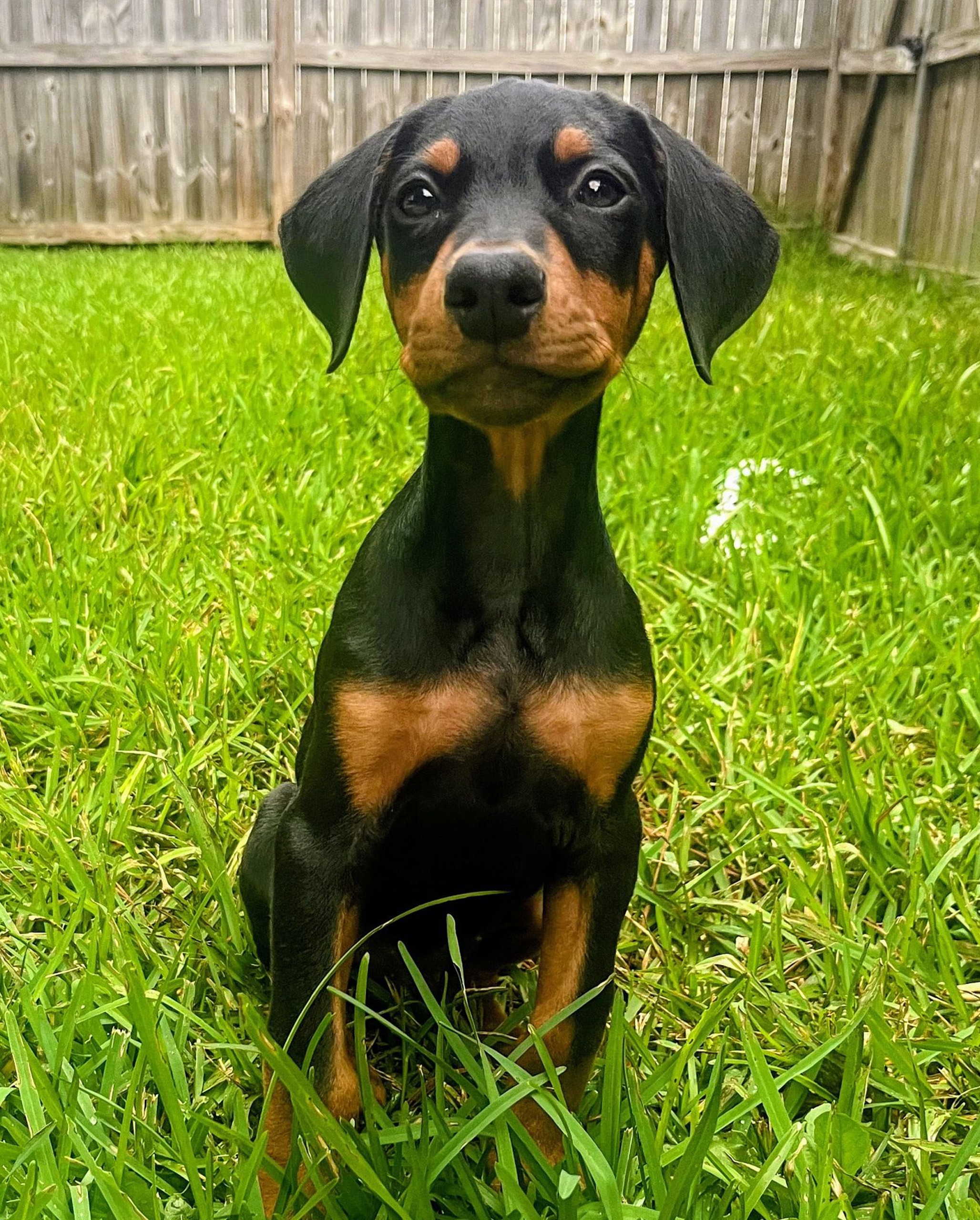 Cassius